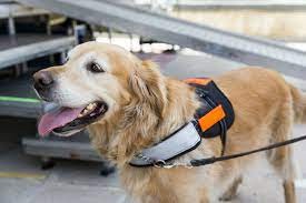TAM indenizar dono de co de apoio por impedir o embarque do animal