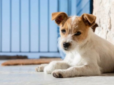 Penso Alimentcia para Pets