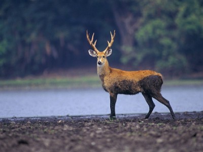Se um animal atingir o meu ve�culo numa rodovia, quem paga o conserto?